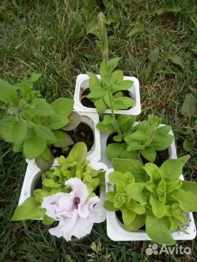 Рассада петунии