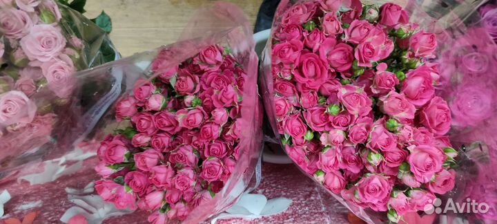 Розы Кустовые/Пионовидные Голландия