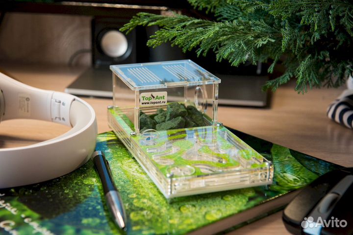 Формикарий / Муравьиная ферма