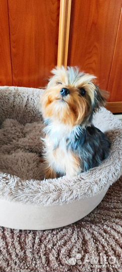 Собака в добрые руки щенок Йоркширский терьер