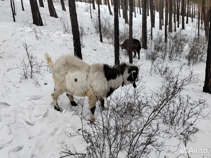 Англо нубийский козел