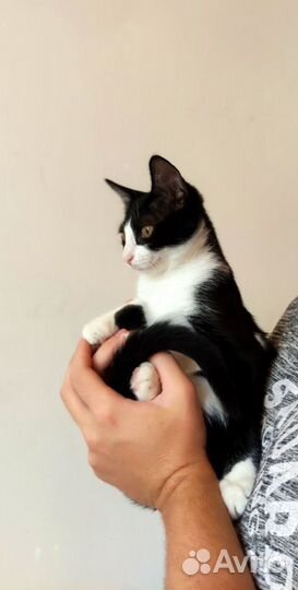 Котенок из приюта очень общительная. Доставка