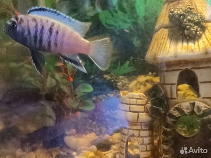 Рыбки цихлида