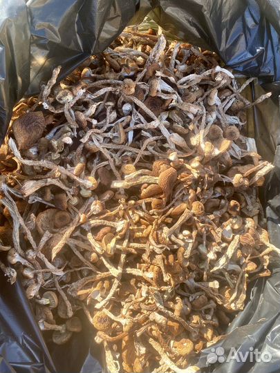 Опята сушеные Алтайский край