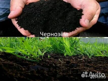 Чернозем плодородная земля