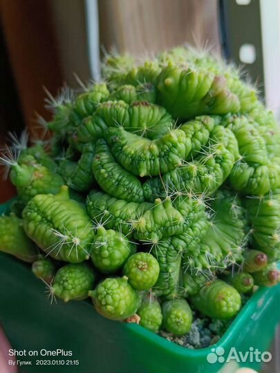 Мамиллярия bocasana monstrosa Fred cristata