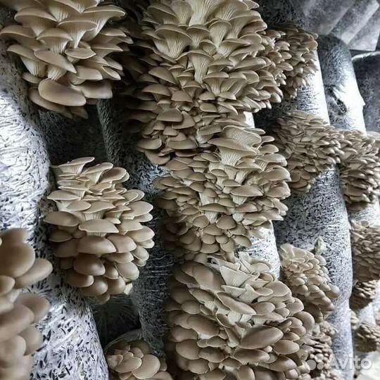 Мицелий вешенки и готовые блоки
