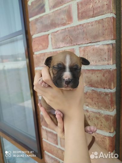 Щенки питбультерьера