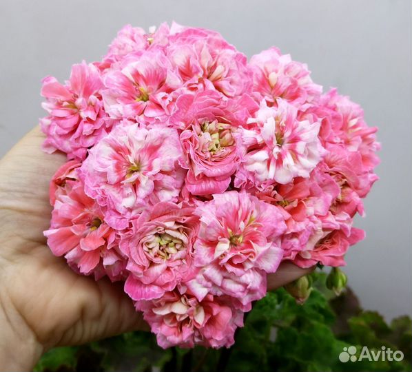 Пеларгония RushmoorAvon