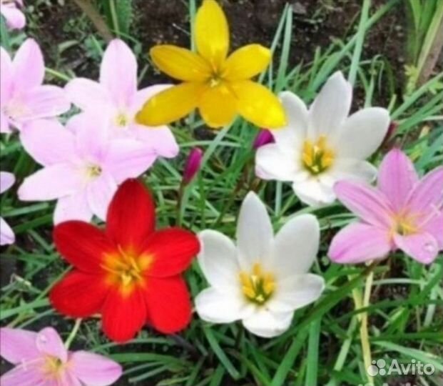 Зефирантес махровый розовый, жёлтый, красный