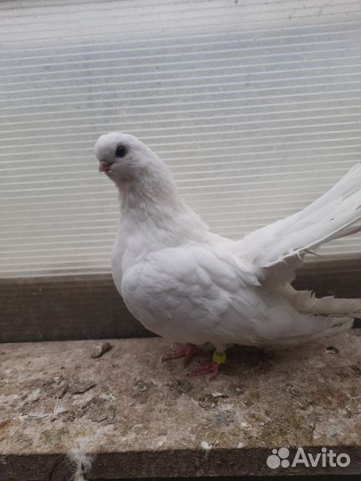 Голуби крюковские,кременчукские