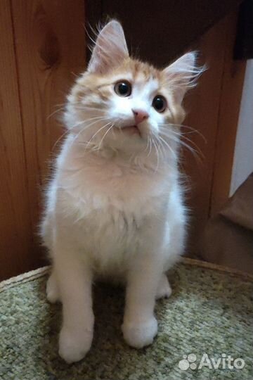 Котенок девочка в добрые руки