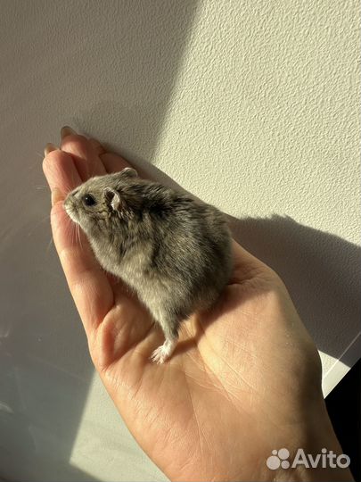 Клетка для хомяка