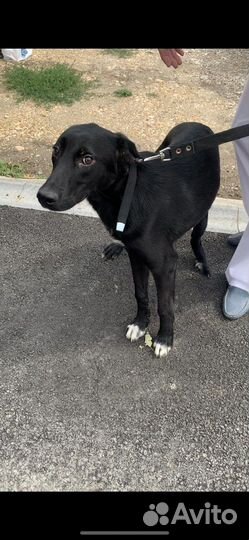 Добрый пес в хорошие руки