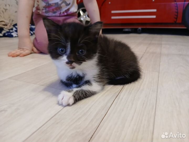 Отдам котят в добрые руки