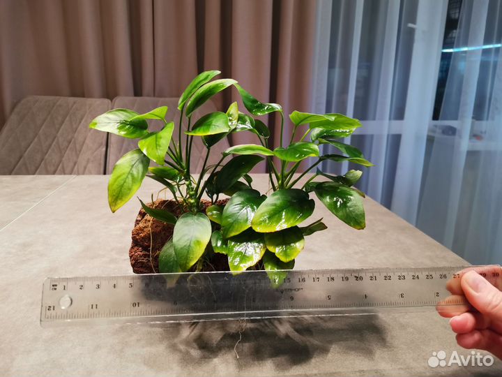 Анубис нана