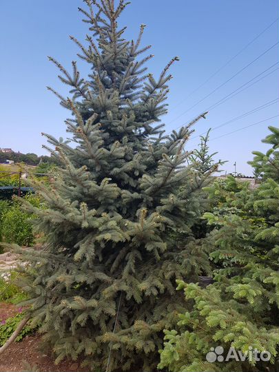 Ель голубая