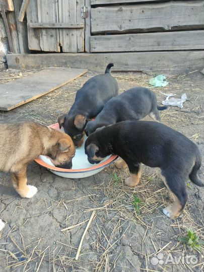 Щенки в добрые руки
