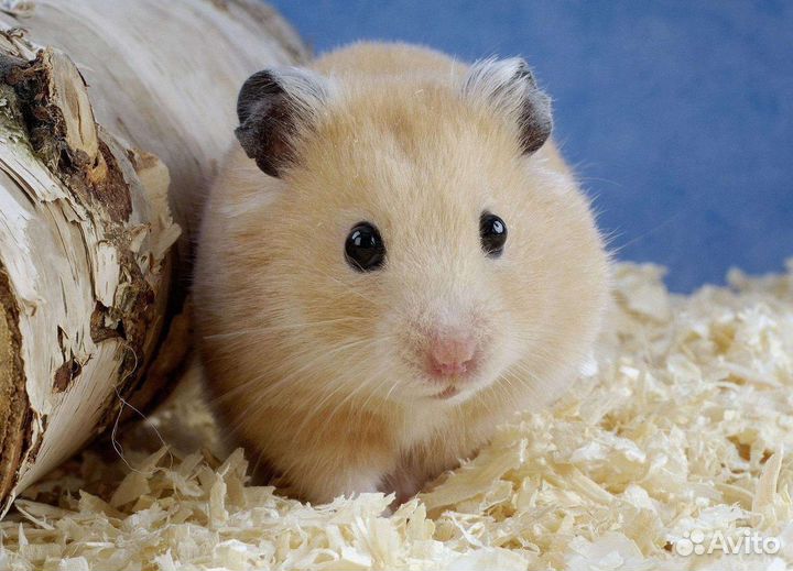 Передержка животных