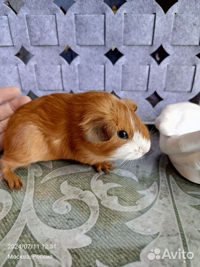 Морская свинка.Малышка.1.5 месяца