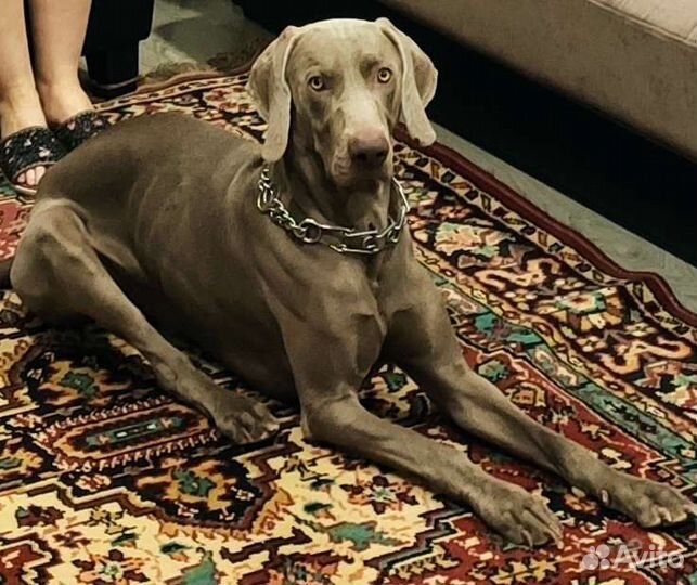 Веймаранер кобель для вязки