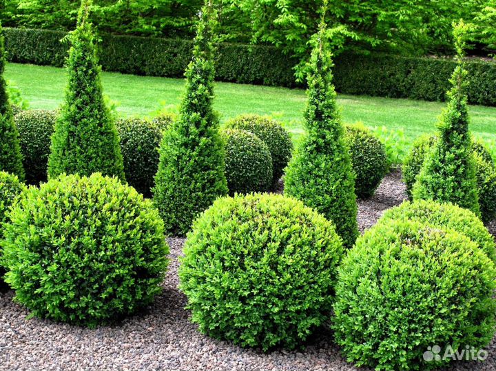 Туя брабант