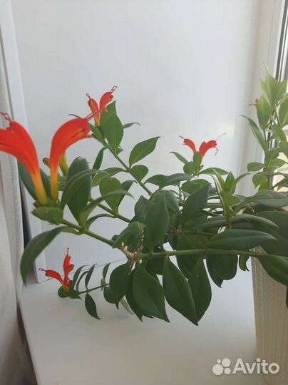 Эсхинантус жар птица