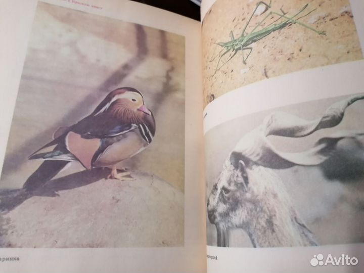 Книга для чтения по охране природы А. Н. Захлебный