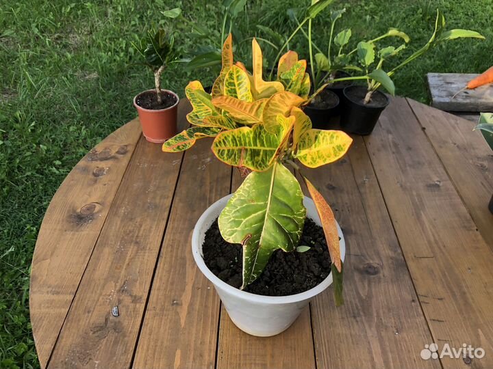 Кротон Экселент