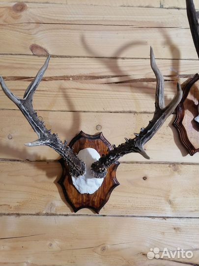 Рога косули