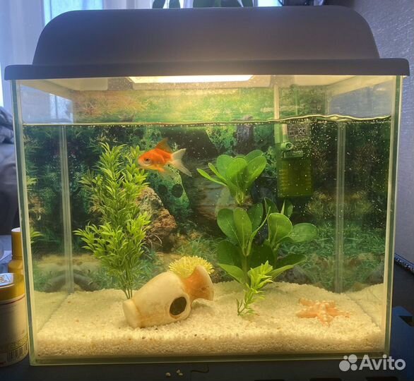 Аквариум с золотой рыбкой