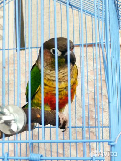 Попугаи пиррура