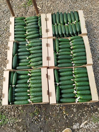Огурцы свежие оптом