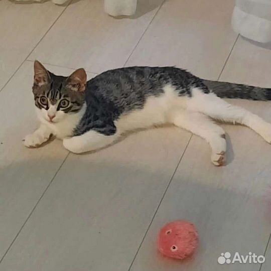 Котенок мальчик 5,5 месяцев