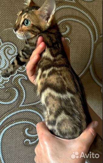 Бенгальские котята