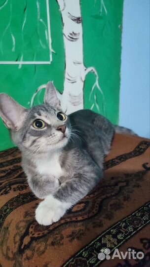 Котята ищут добрые руки