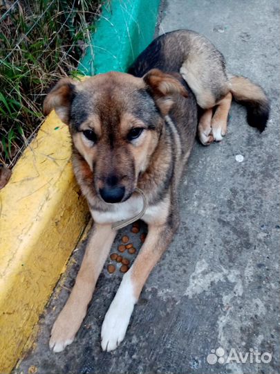 Собака мальчик 1 год привит умный