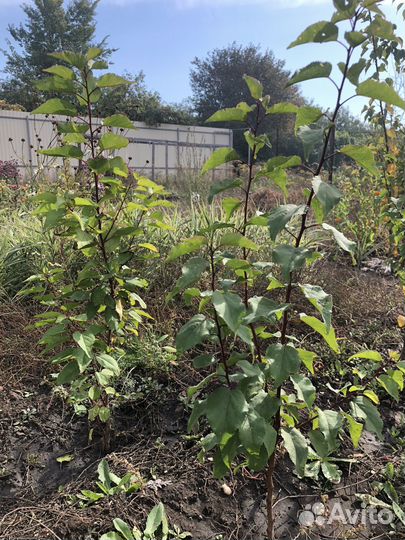 Саженцы малины красной и жёлтой и др