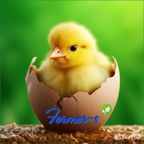 Цыплята бройлеры кобб 500, Росс 308 импорт