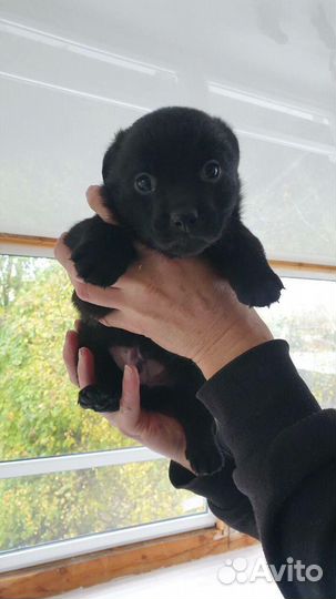 Продажа щенков мини лабрадора