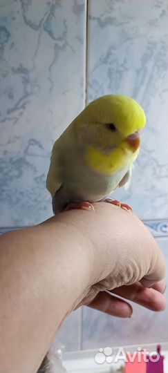 Выставочный волнистый попугай