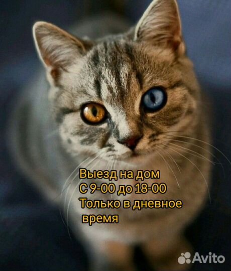 Ветеринарный врач Ветеринар Ишим Выезд на дом