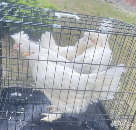 Павловские куры