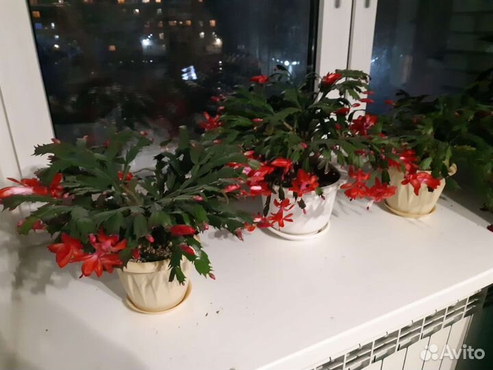 Цветок декабрист