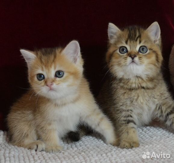 Золотые британчики