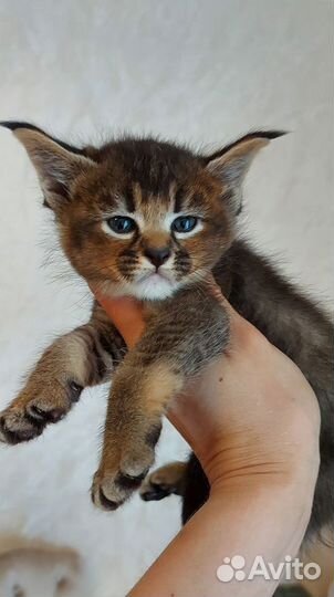 Девочка породы каракет. Caracat F3