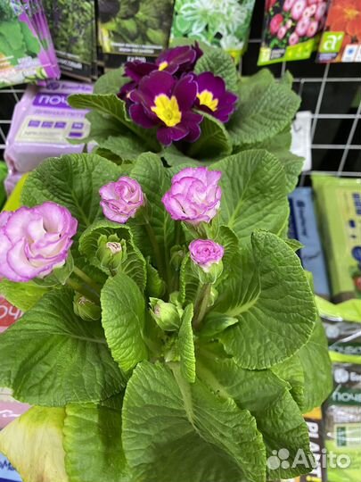 Примула беларина