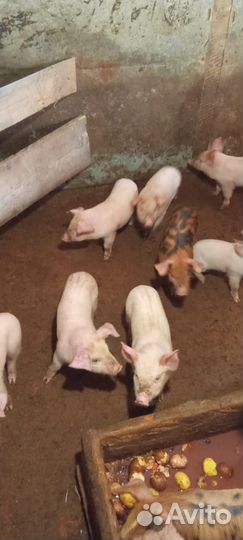 Поросята