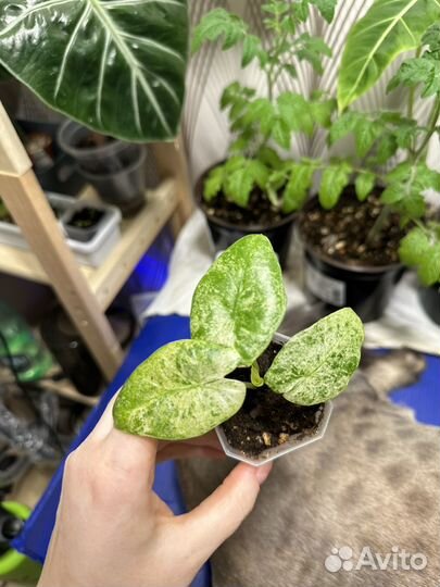 Алоказия одора батик