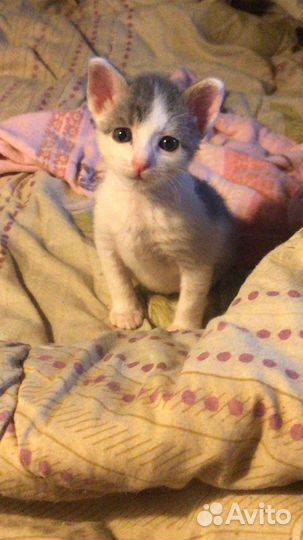 Котята бесплатно